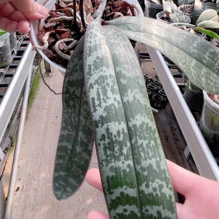 完全开放SWR22HL-东方明珠-1584