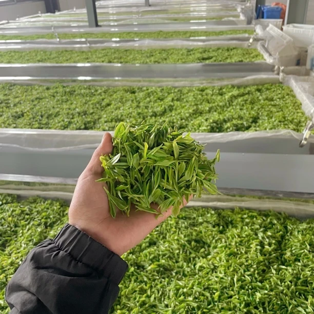 小李茶叶七号-清仓处理第七款 黄金芽 原产地 春茶 高山茶
