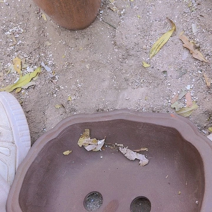 紫砂31莲花盆花盆花盆