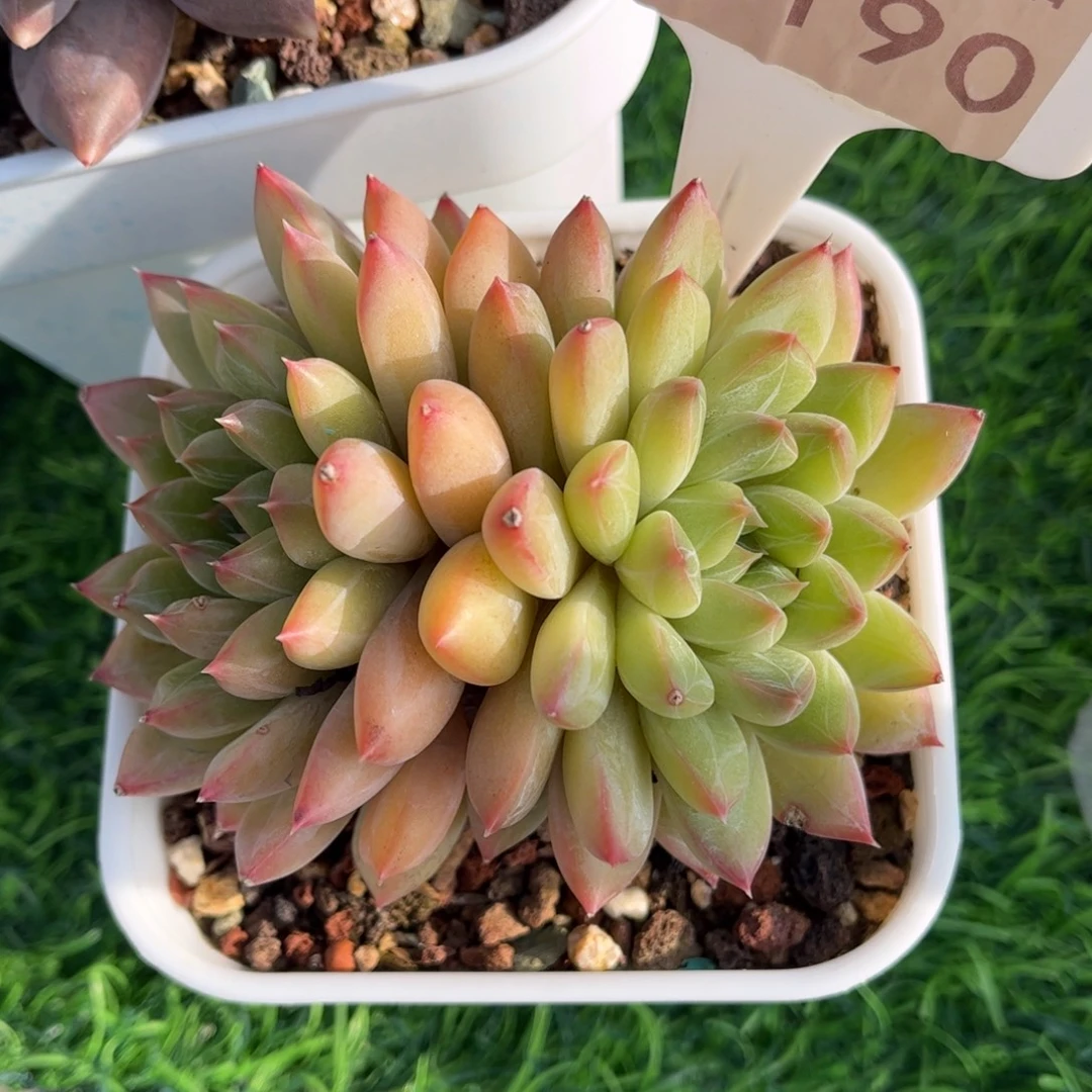 多肉植物0190 满30包邮