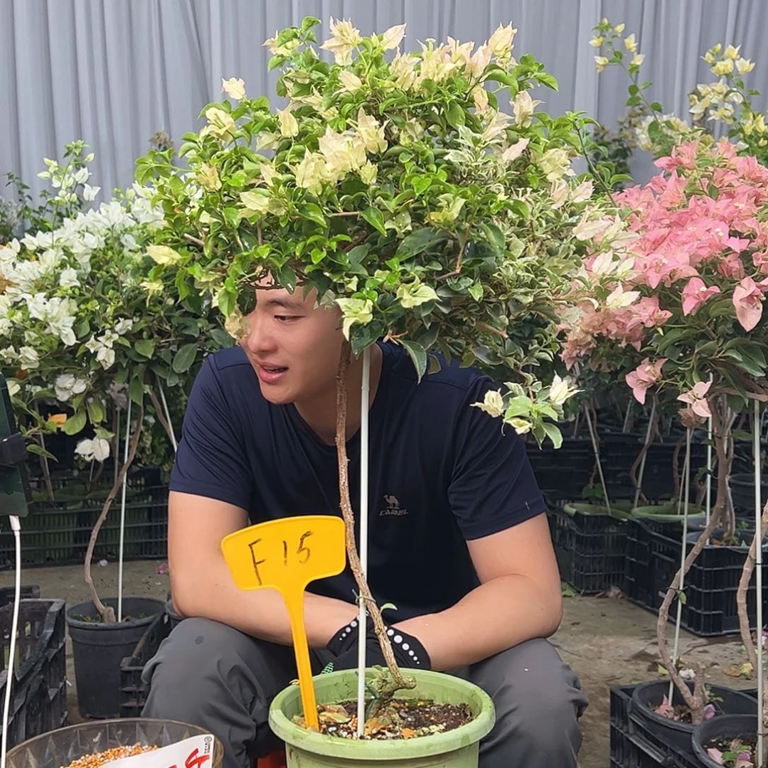安***院大部分花苞少量开放F15少女心