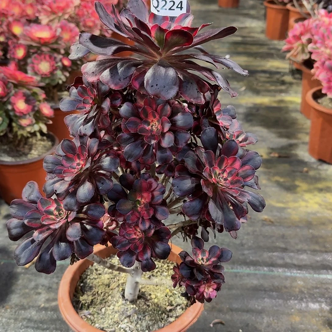 224香奈尔阴阳44冠服23.4左右