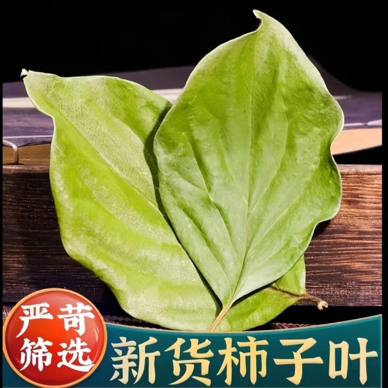 柿子叶甄选正品干柿子叶新鲜干货非霜后柿叶柿子叶青嫩干柿子叶