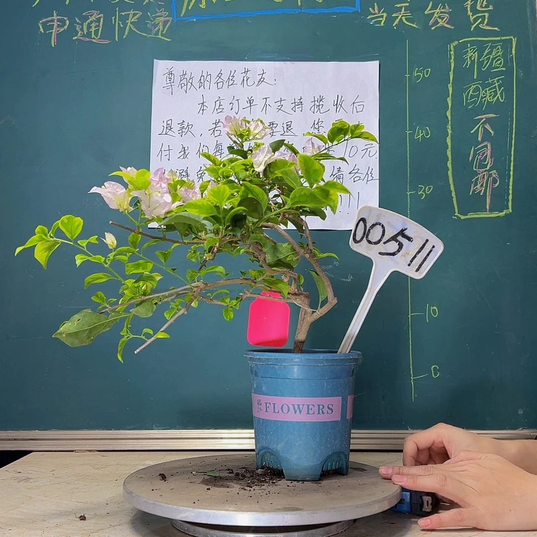 当前无花栽培后可以开花  金边叶丽娜  00511