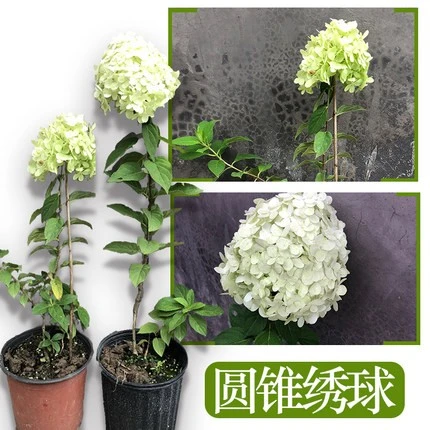 欧洲木绣球圆锥绣球花苗庭院盆栽香草草莓活力青柠阳台花卉植物