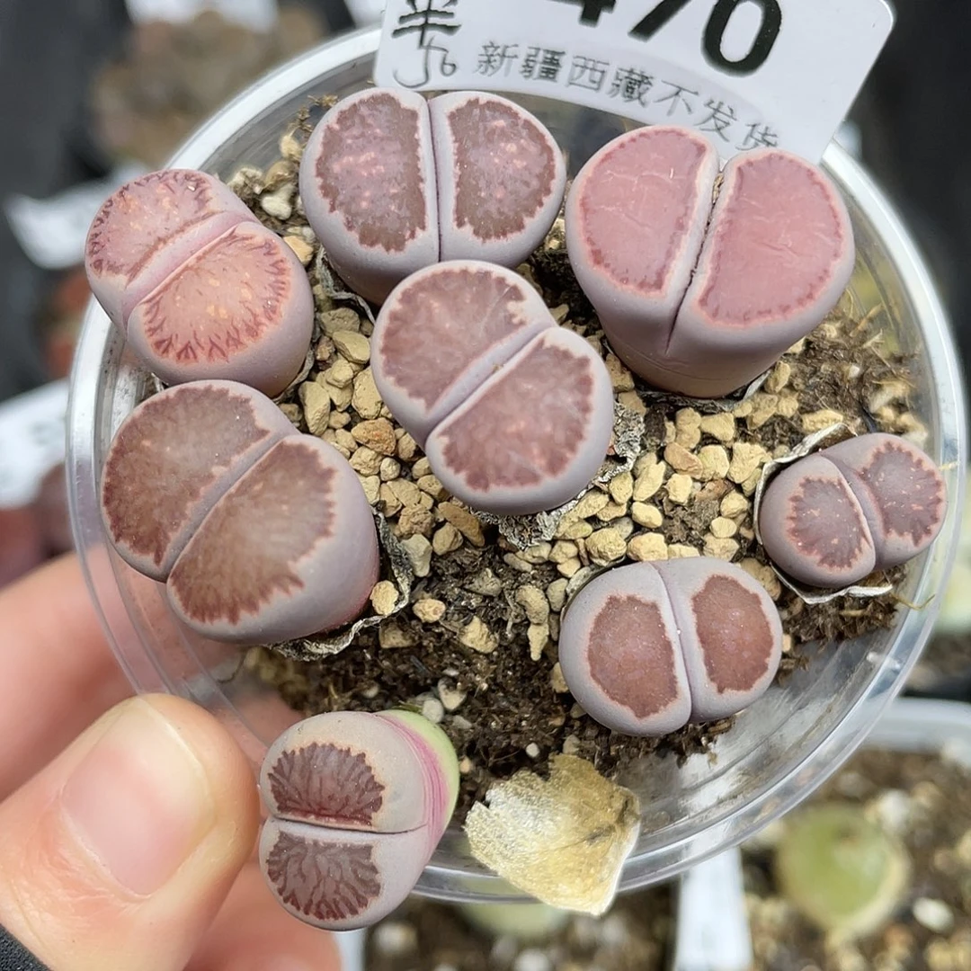 470000000花花花花花花花