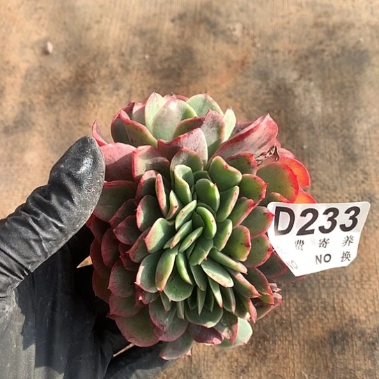 美宽杂包菜缀233 亏本处理退款拉黑7-8天发货