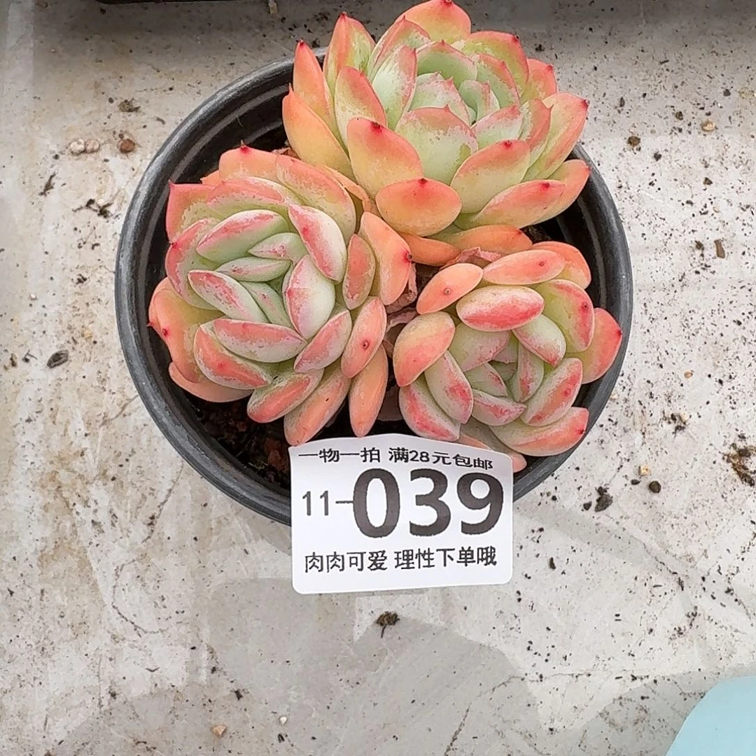 桔子冰无盆土发货无