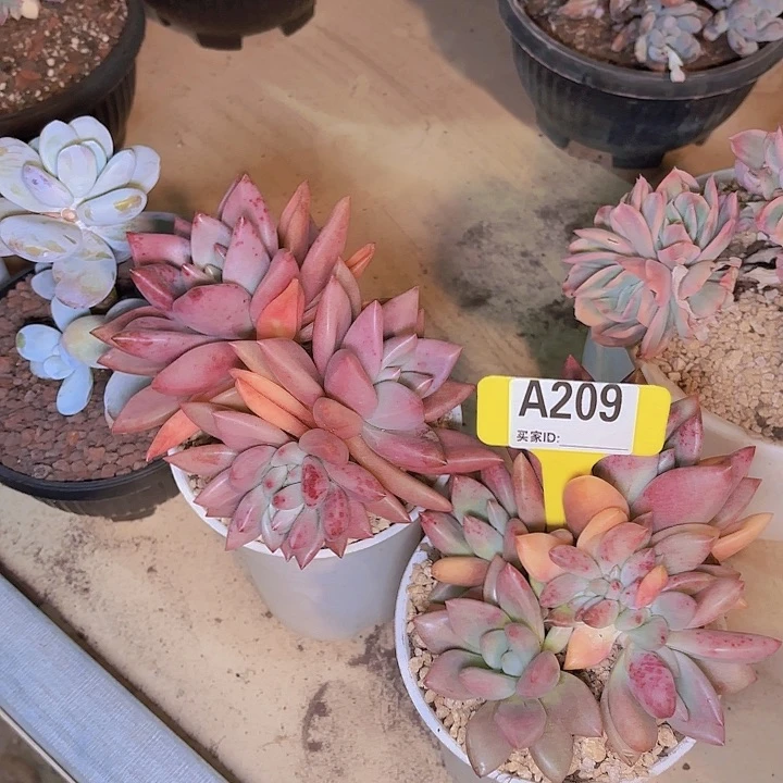 卤*桃花源缀化一物一拍A209...