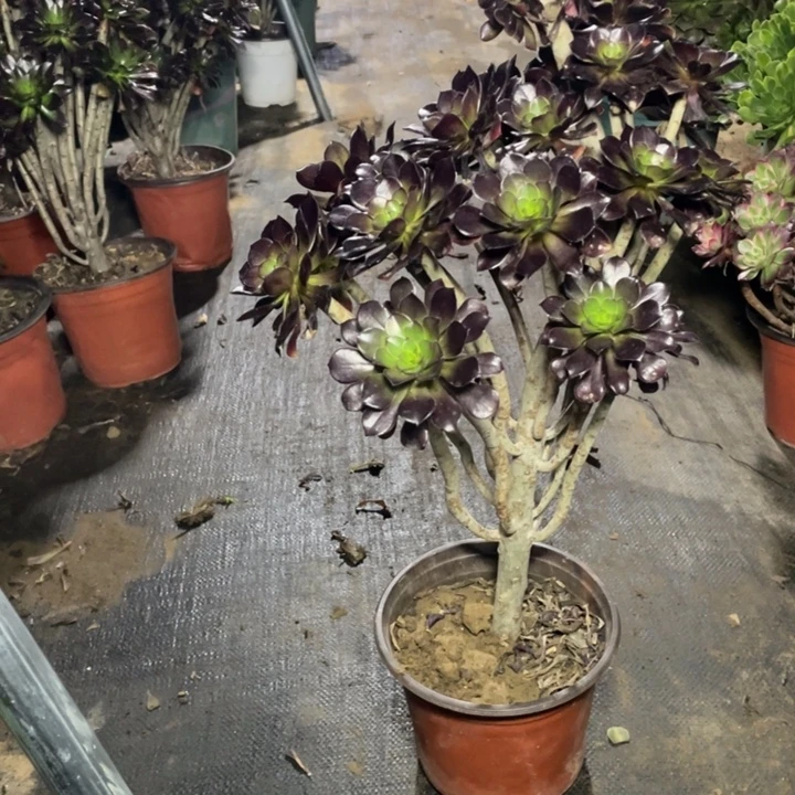 60黑法师多肉植物多肉多肉