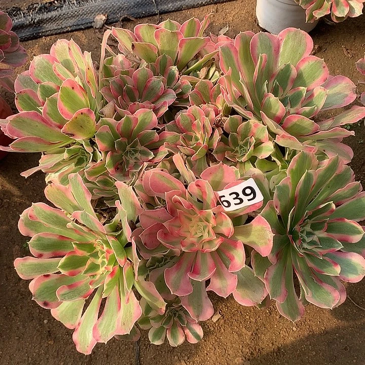 多肉植物叶罗刹639