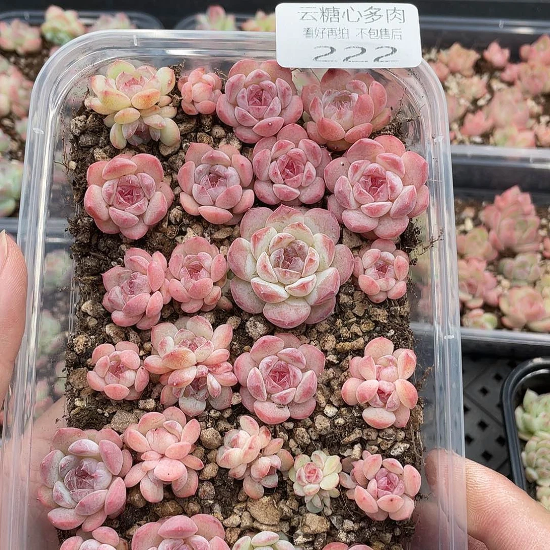云糖心多肉植物222