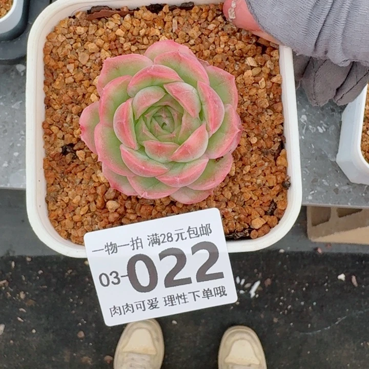水晶虾饺多肉多肉植物多肉