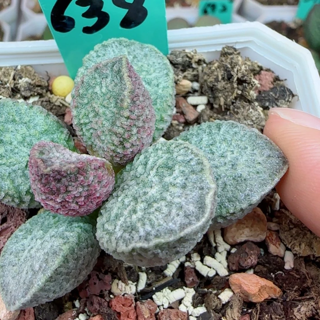 编号638大叶片一个