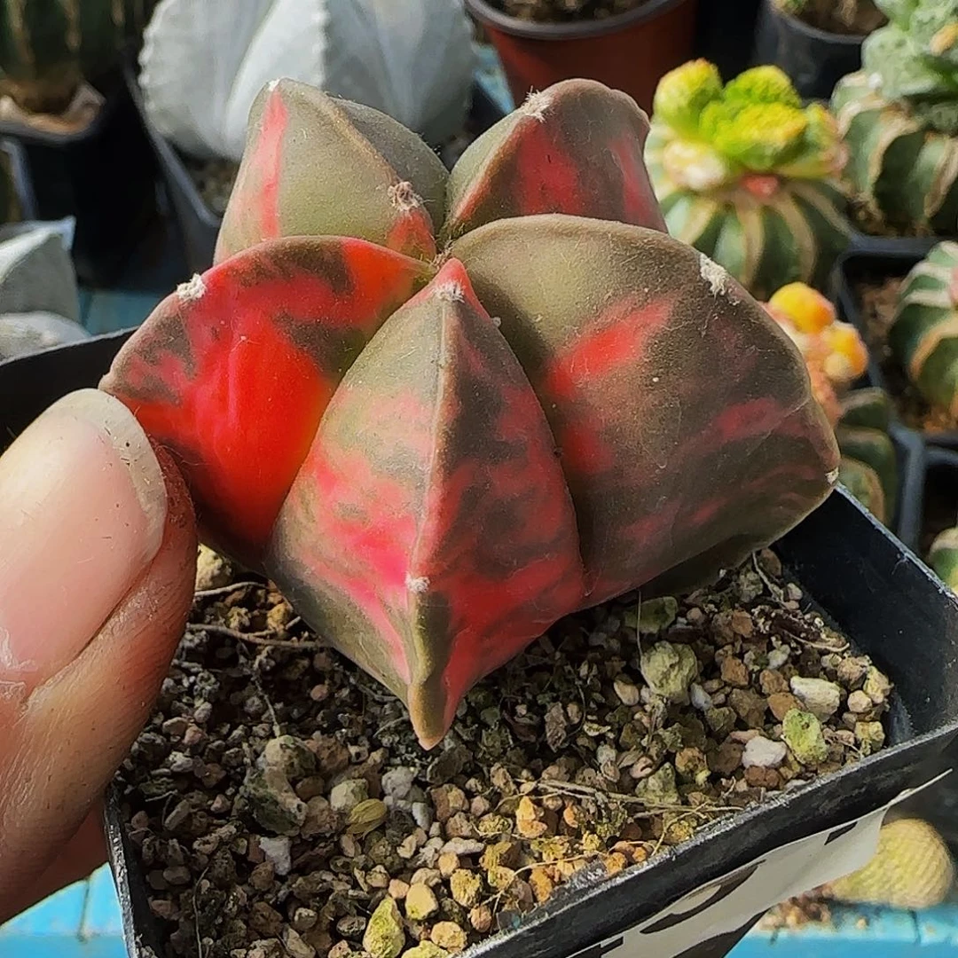 春*实生鸾锦431仙人球