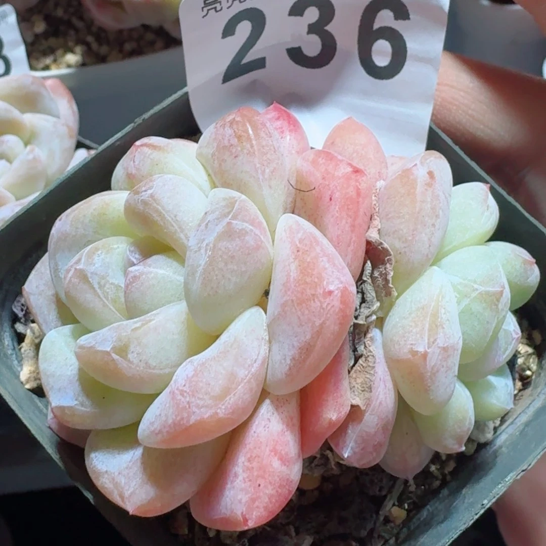 多肉植物开播福利捡漏