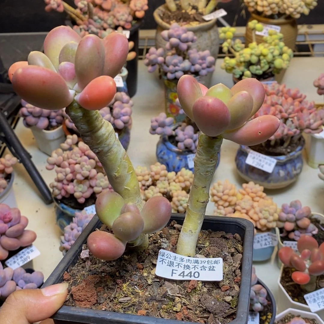 440金蟾多肉整10cm