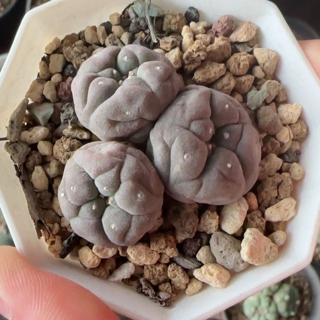 实生螺旋肋骨多肉00000