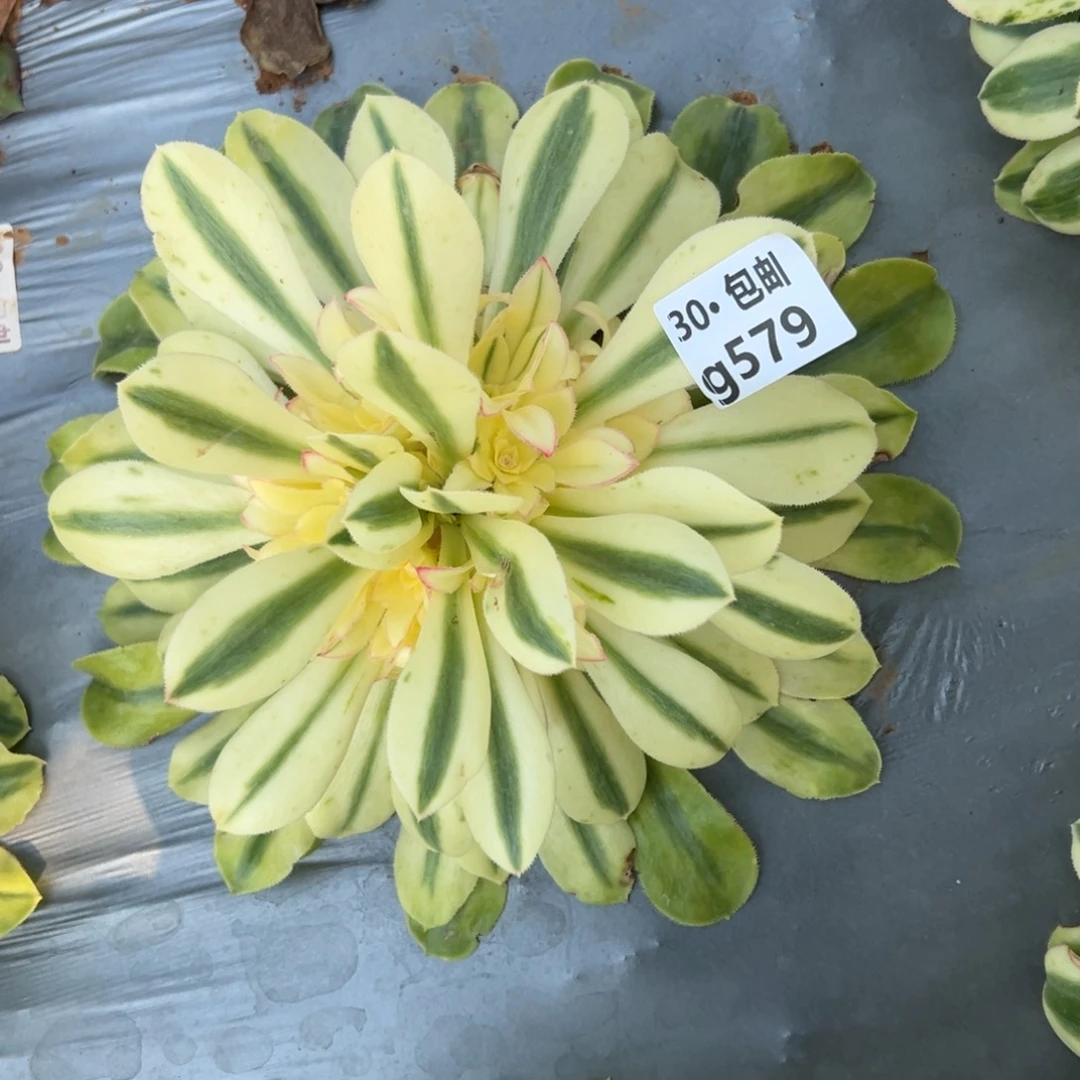 579保时捷多肉法师