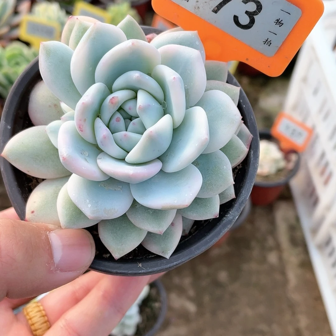 【闪购商品】73号的