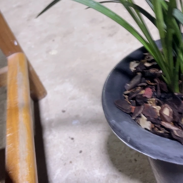 当前无花栽培后可以开花宋梅