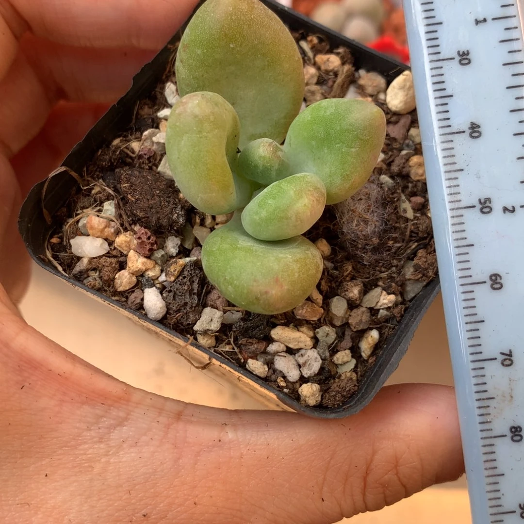 有砍 乌里韦亚 小书肉奶酪多肉