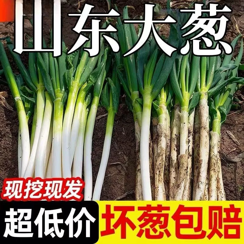 山东正宗铁杆大葱新鲜现挖去黄叶三斤大葱五斤大葱十斤大葱