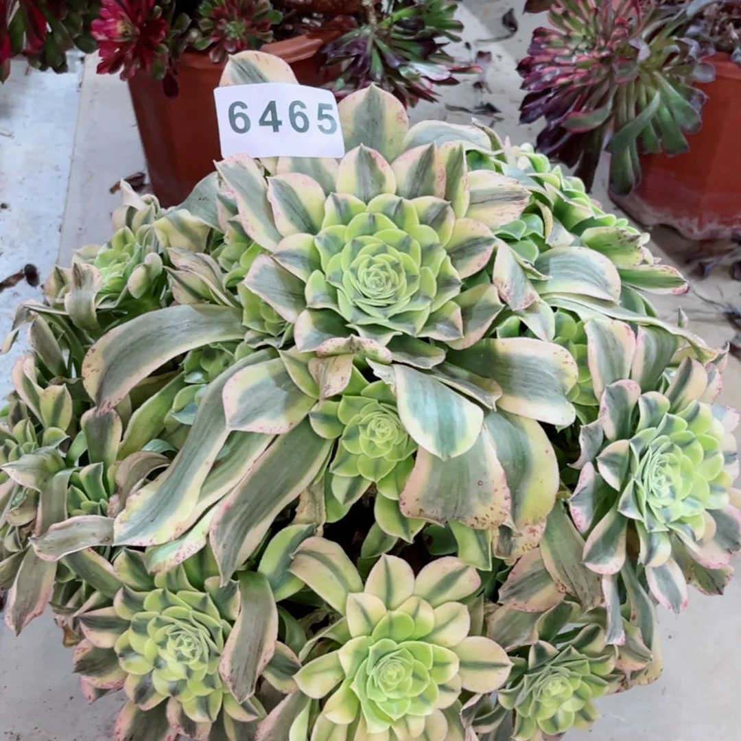 绿豆沙老庄捧花多肉