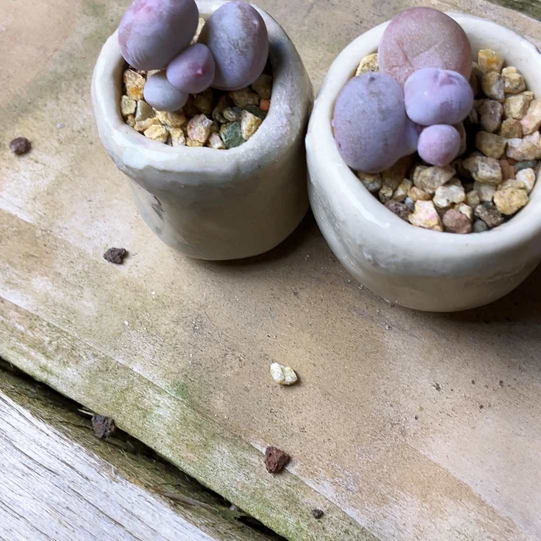 ****萌多肉植物的生长发育和生长发育