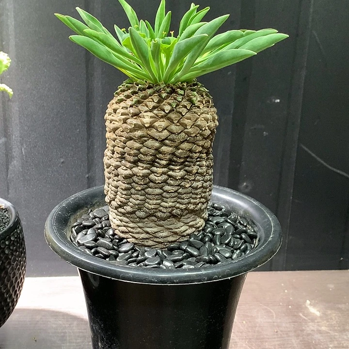 铁甲丸11111111111111