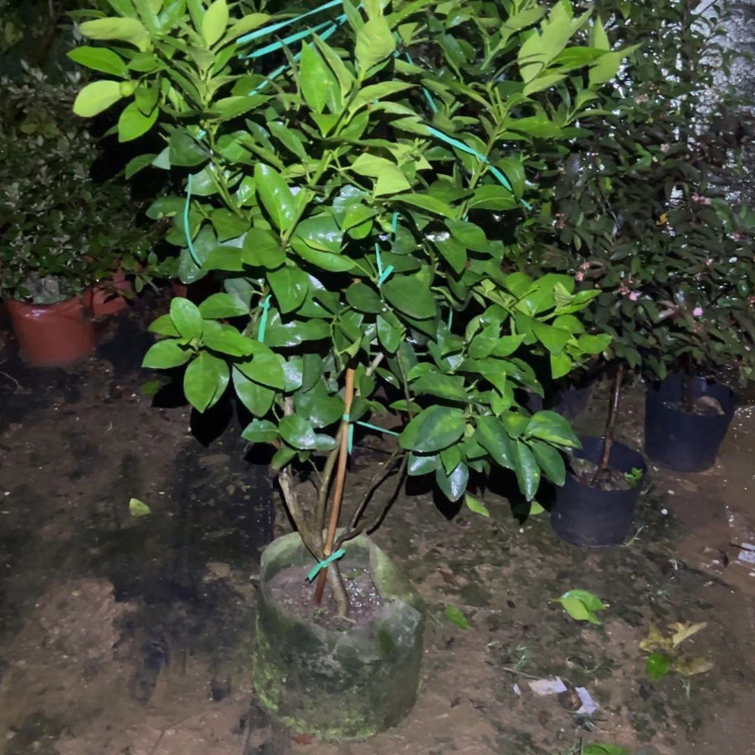 无花朵绿植盆栽植物花卉