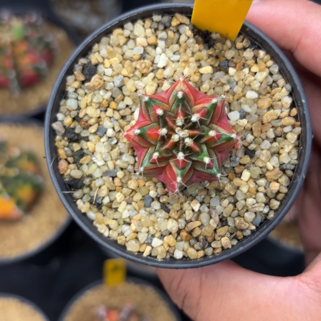 289-1225泰国发货多肉