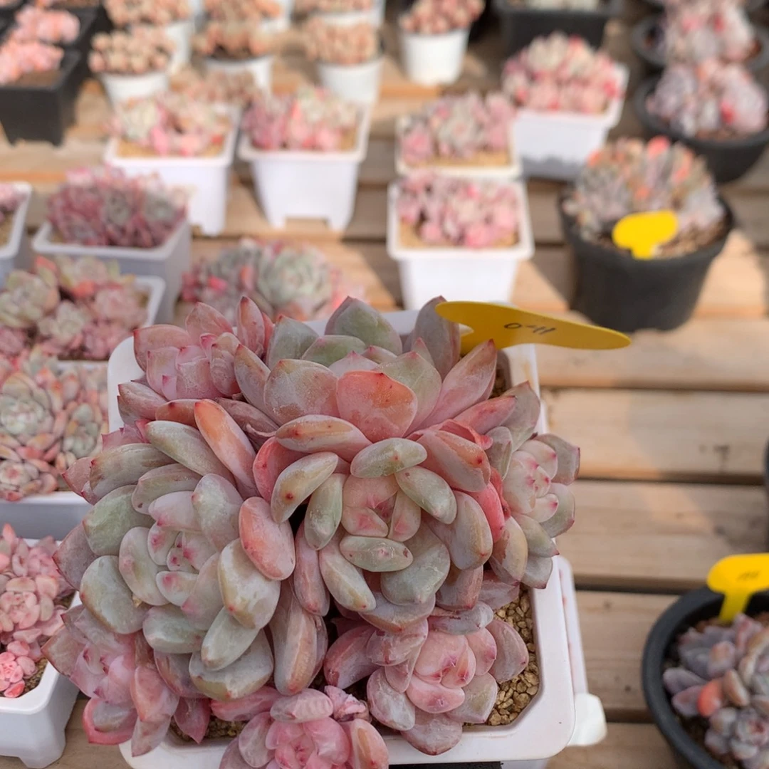 14厘米九头有砍溏心橙子 041