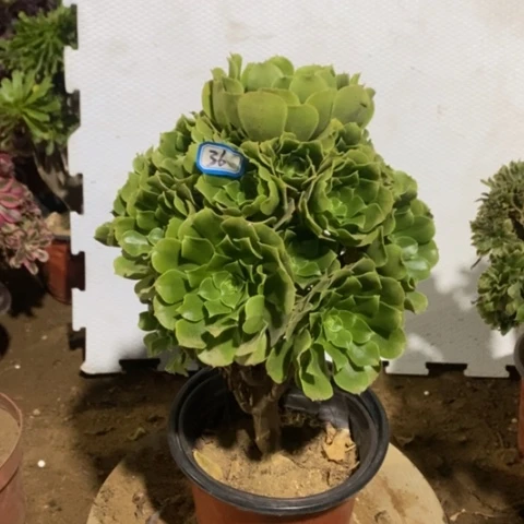 绿杨蓉捧花一物一拍