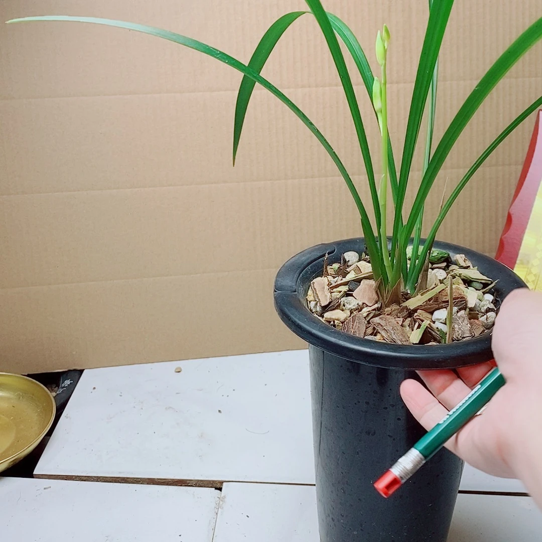 当前无花栽培后可以开花半