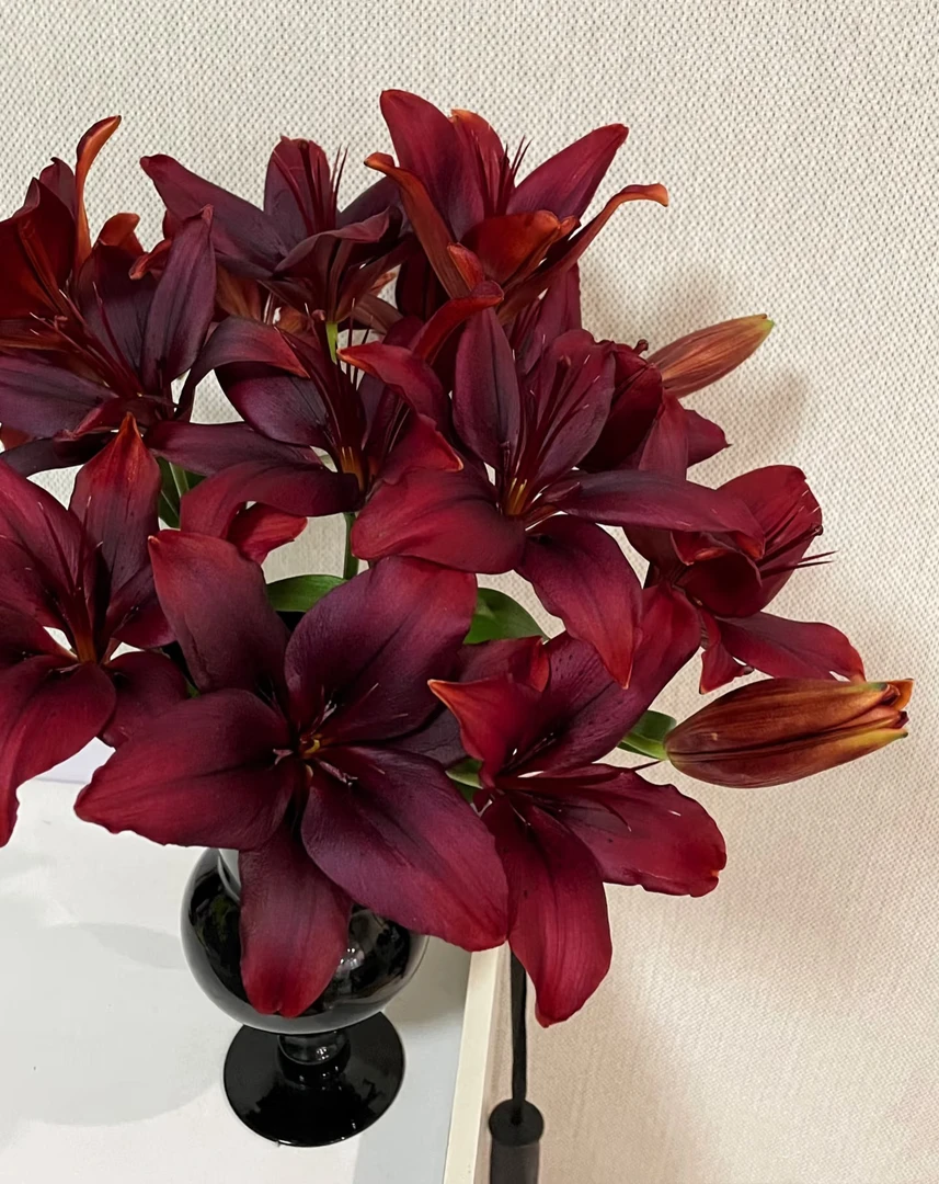 黑色魅力亚百合2头5支 暗黑复古超级推荐云南基地鲜花 家养水养