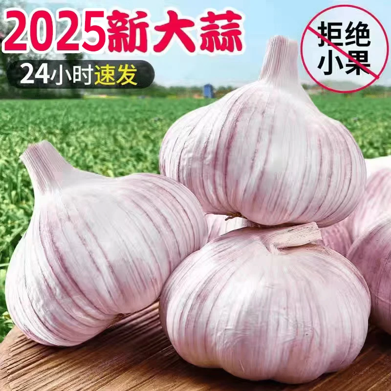金乡大蒜新蒜大蒜5斤装2025年山东大蒜头农家自种紫白皮蒜泥3斤装