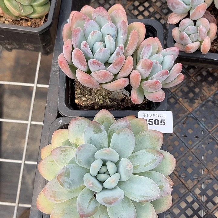 阿雅园艺。        2505香水两颗