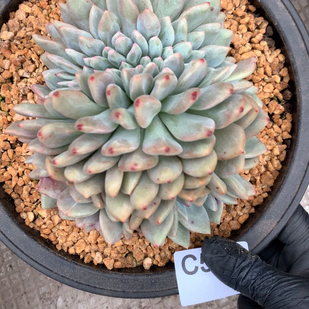 C593 售后范围：签收起7天内