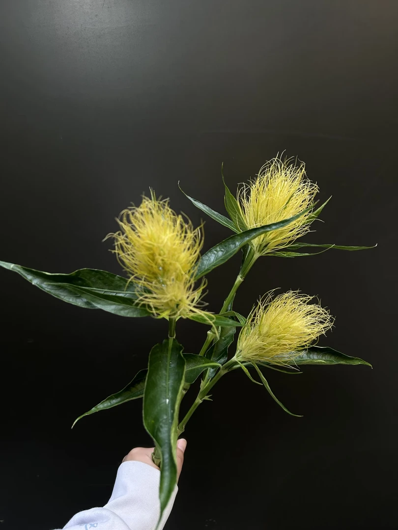 【买一送一】白金羽   云南基地鲜花直发   家养水养