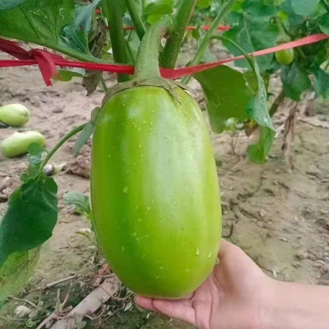 【青茄子】河南自家种植 新鲜采摘 青茄子 圆茄子 当季新鲜孕妇可吃