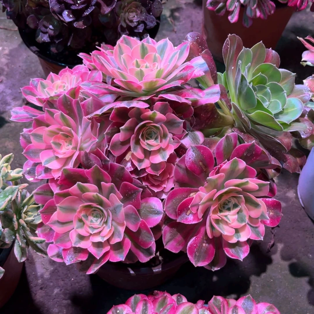 多肉植物女巫550