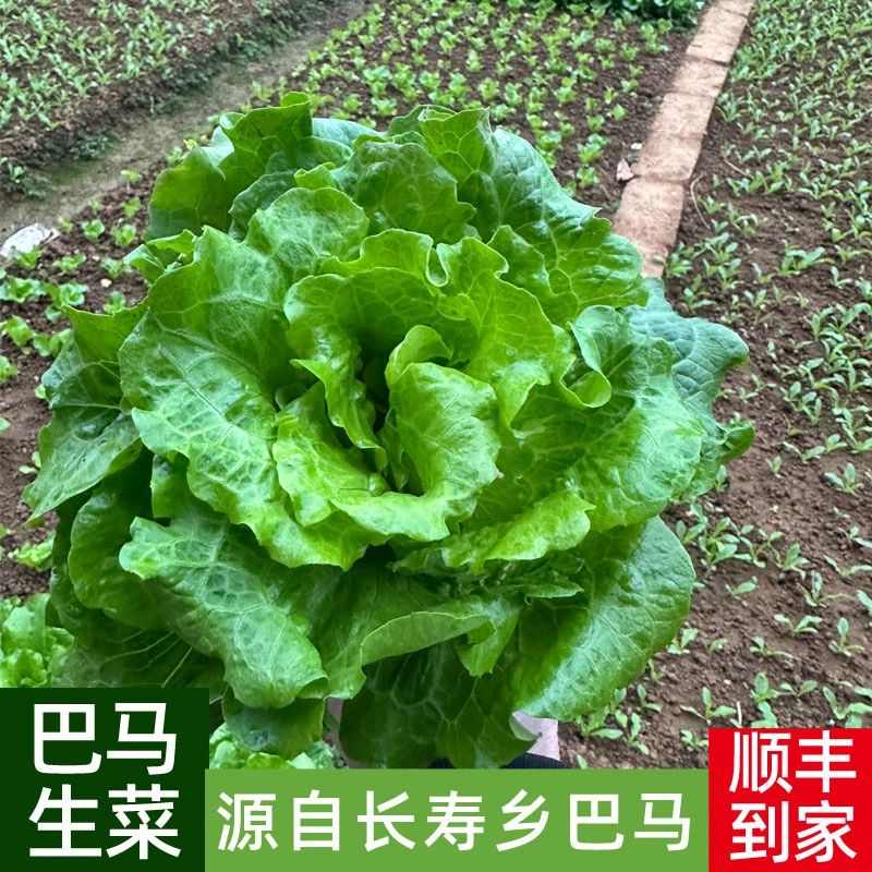 广西巴马生菜3斤