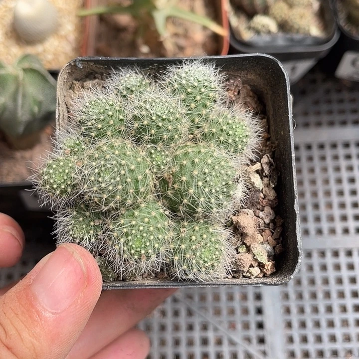 奔***肉银蝶群生仙人球开花一颗