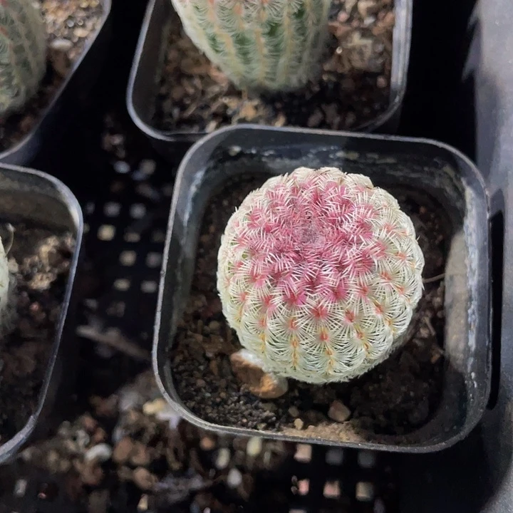 红太阳5.8带盆土