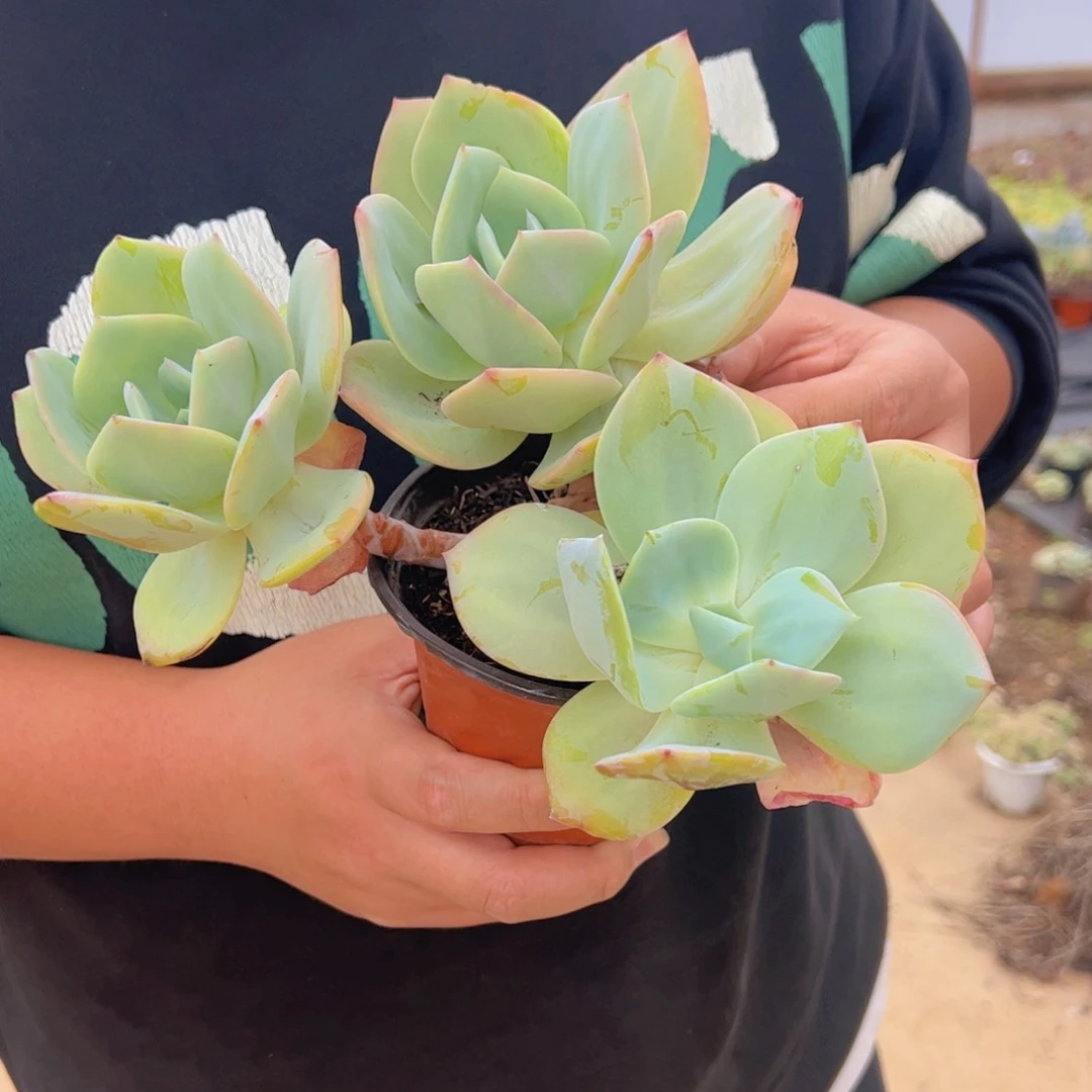 白凤三头起发老桩