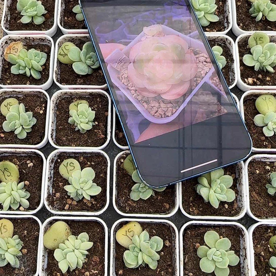 鲤想玉纱中苗盆一个满25包邮