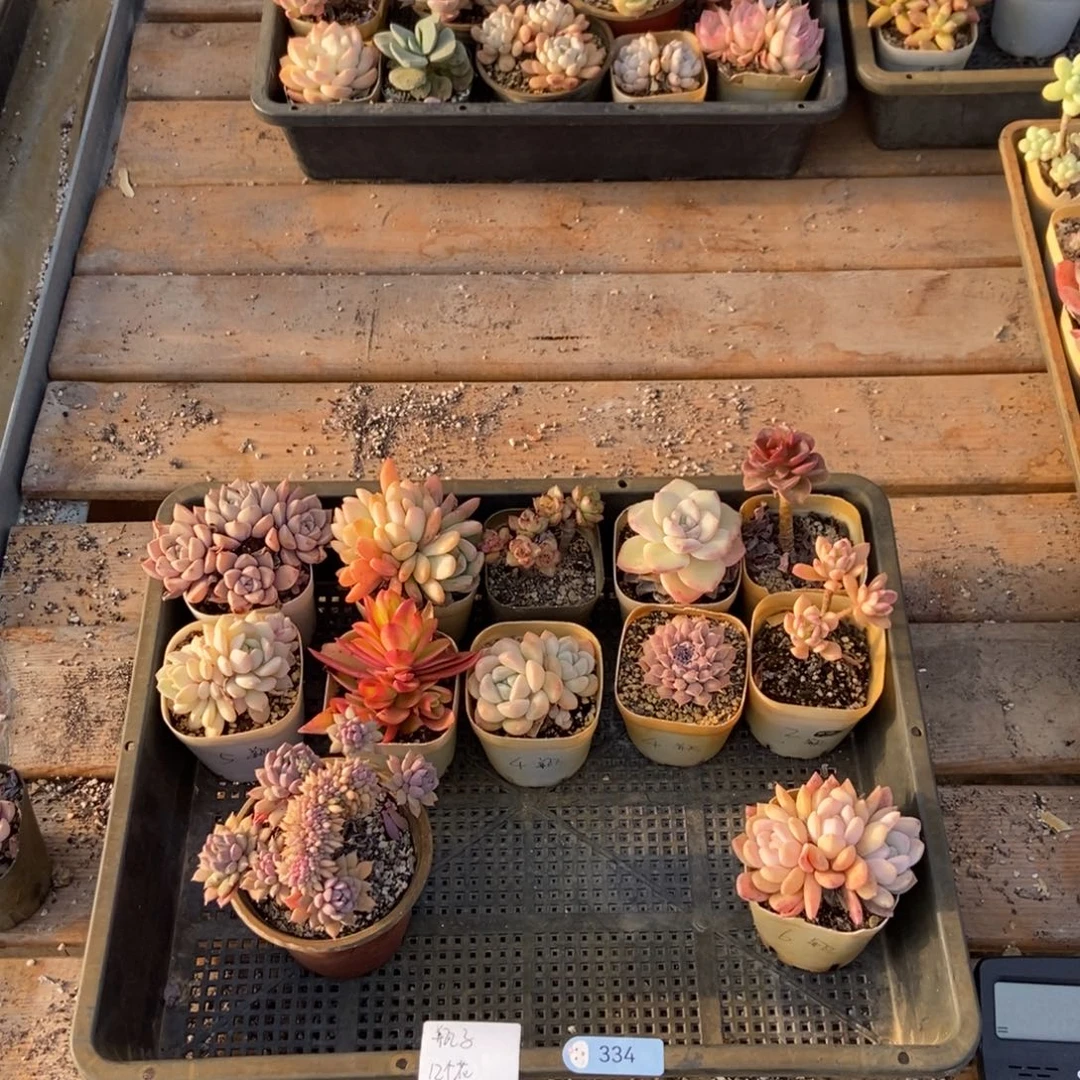 334号花12个瓶子专拍圆通