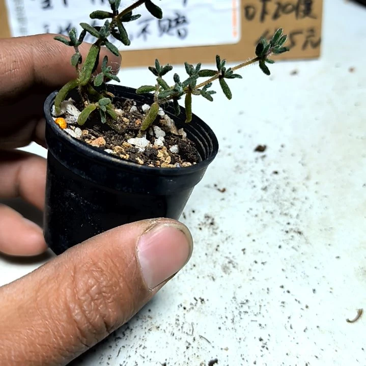 满6元包邮，红宝石枝干拇指盆