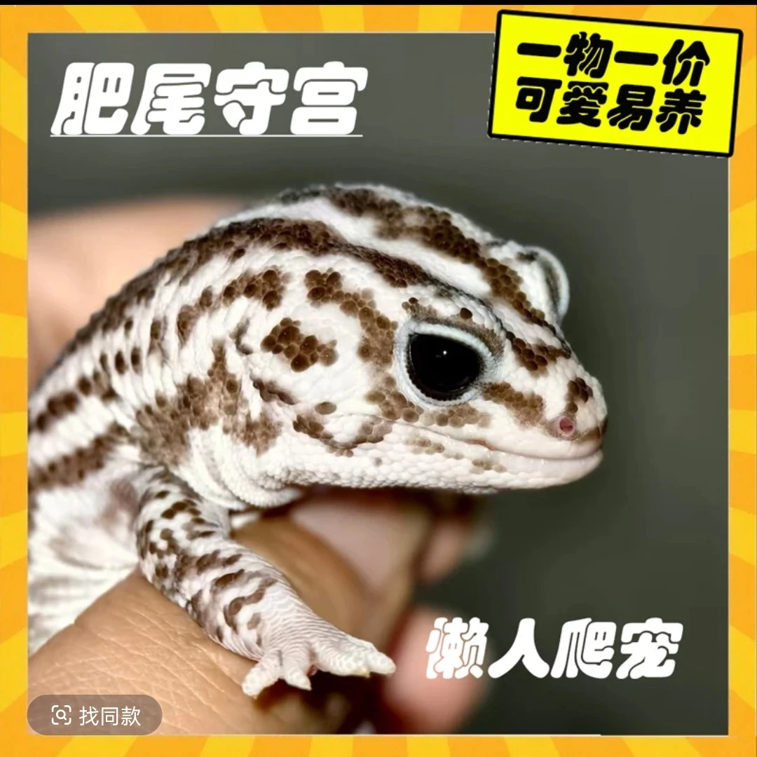 活体爬宠豹纹守宫，下单前请联系主播